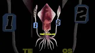 Diferencia entre calamar y pulpo #curiosidades #calamar #pulpo #sabiasque #talasofobia