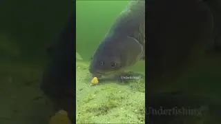 Big grass carp going for the bait.