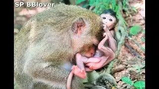 Big Bertha Addict To Clean Baby Monkey Butt Forever - Amara 81