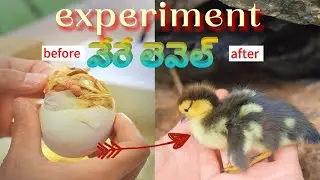 Sigma video part 3😲 మానవత్వం Amazing _Raju_Rani_comedy_videos  #comedy_funny_video