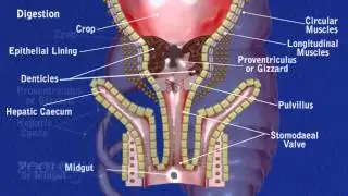 Cockroach: physiology of digestion