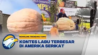 Newsline Trending Topic - Kontes Labu Terbesar di Amerika Serikat