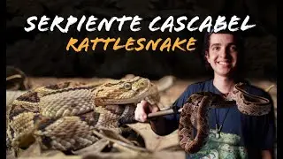 Encuentro la Cascabel (Crotalus simus) Serpientes de Costa Rica