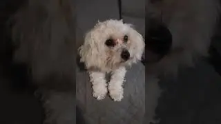 A happy Luna! :)