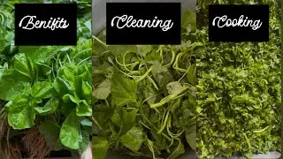Thotakura health benifits,how to clean,how to cook / amaranth #thotakura #benifits #cleaning #cook