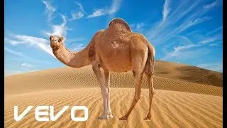 T0theTurtle - I'm a Camel (Official Music Video) - ft. Lazar the Lizard