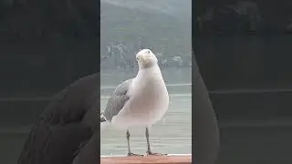 mother nature in Alaska #viralvideo #viral