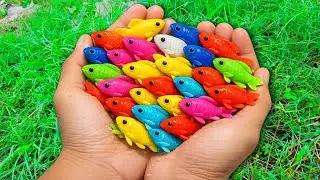 Catch beautiful aquarium fish in small pond baby, molly fish, pencilfish, iguanas #funworldtv #fish