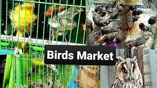 Exotic Birds Market Friday | Afghanistan Pigeones Parrot Gulsar and Canary birds in one vedio 2022|