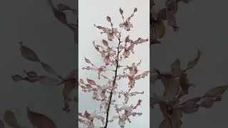anggrek keriting melintir 1431 ‼️wa 081292238461 #youtube #fypシ #youtubeshorts #orchid #fypシ゚viral