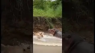 Hippo Jump Scares Lions 🦛🦁