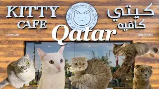 Qatar | First Cat Cafe in Doha !!