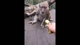 おちょくり過ぎ笑　　#Shorts