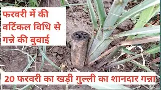 फरवरी में लगाया फगवाड़ा विधि से गन्ना फगवाड़ा विधि गन्ने ने की शानदार ग्रोथ।vertical vidhi ka ganna