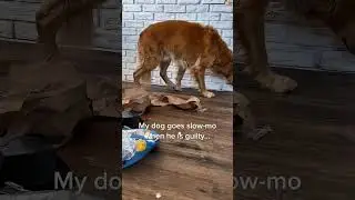 I have dogs that are destructive #youtube #funny #petsrule #funnyanimal #pets