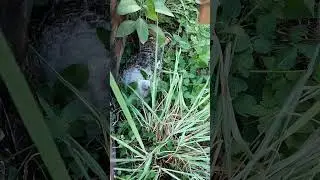 turkey hiding || laying eggs || #turkey #turkeyshorts