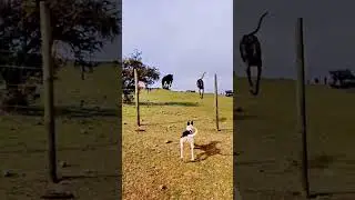 😱😱wow😱😱nice jump💥💥🐕 #dog #greyhound #trending #shorts