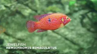 Jewelfish - Hemichromis Bimaculatus