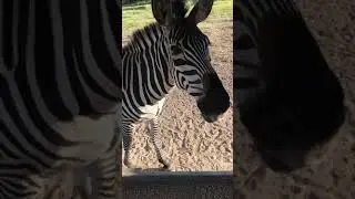 Talking Zebra.!