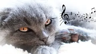 ♬ Music for Restless Cats ♬ 20 hours Stress Relief, Anxiety Relief, Relaxation Music