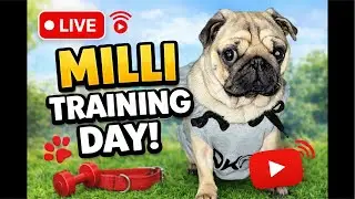 Learning with Milli 🐕 | Training Day LIVE