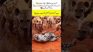 When Allah Decides to Give,#AllahGives #RizqFromAllah #FaithInAllah#trending #shortvideo