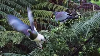 Urban Wildlife Trust