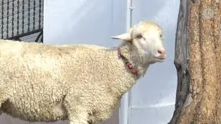 Cuando de mascota tienes... ¡Una oveja! | Puerta con puerta