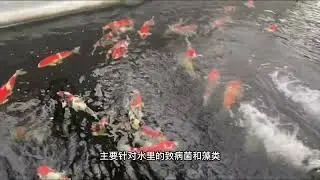 养锦鲤开缸很简单，但是这四点要注意！