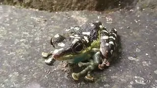 Frog (Staurois natator) in the forest river.