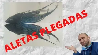 PEZ BETTA PLEGADO, EN VIVO