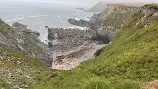 Seal Colony, Mutton Cove Godrevy 8th October 2025