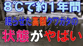 何万円もするクワガタを８℃で約１年間冷やし続けた結果…
