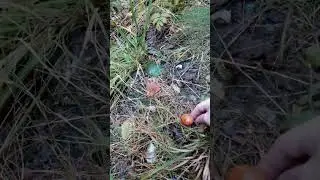 Грибы Changed My Life in Ways I Never Expected!