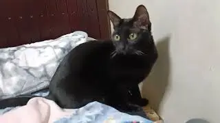 ベッドで遊ぶこま