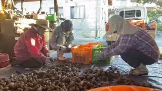 JAPAN FARMER TARO ROOT