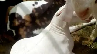 Best end beautiful Goats farming