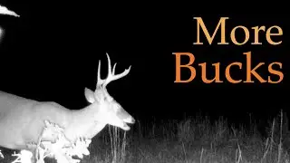 Bucks Eating Acorns | Trail Camera Footage Set to Music