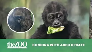 Bonding with Abeo Update - Solid Foods and Family Interactions!