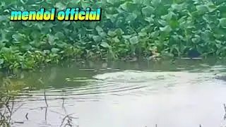komplilasi serangan nila😧😧😧