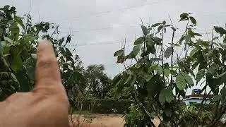 Fungos devastando o cacau CCN51
