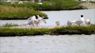 Sternes hirondelles de mer
