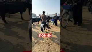 Понийга ишкибозлар борми #molbozor #пони #pony