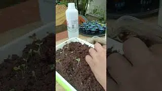 Tranplanting Estrosa, Maximus Romaine, bokchoy