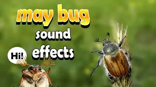May bug sound effects | What sounds does the may bug make ? | May beetle