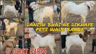 D GOAT FARM DANISH BHAI NE DIKHAYE PETI WALE BAKRE KOTA MALWA K KHATARNAK COLLECTION BHIWANDI