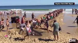 Great White Shark Rescue Mission A Success