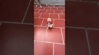 baby learning to walk on two legs #monkey #monkeysr #cute #babymonkey #cutebaby #bibi #baby #funny
