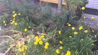 An untraditional garden in Boise's North End