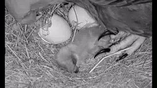 NEFL Eagles FL. 12 31 25 100am Congrats! Gabrielle & Beau on 1st hatch Eaglet NE32